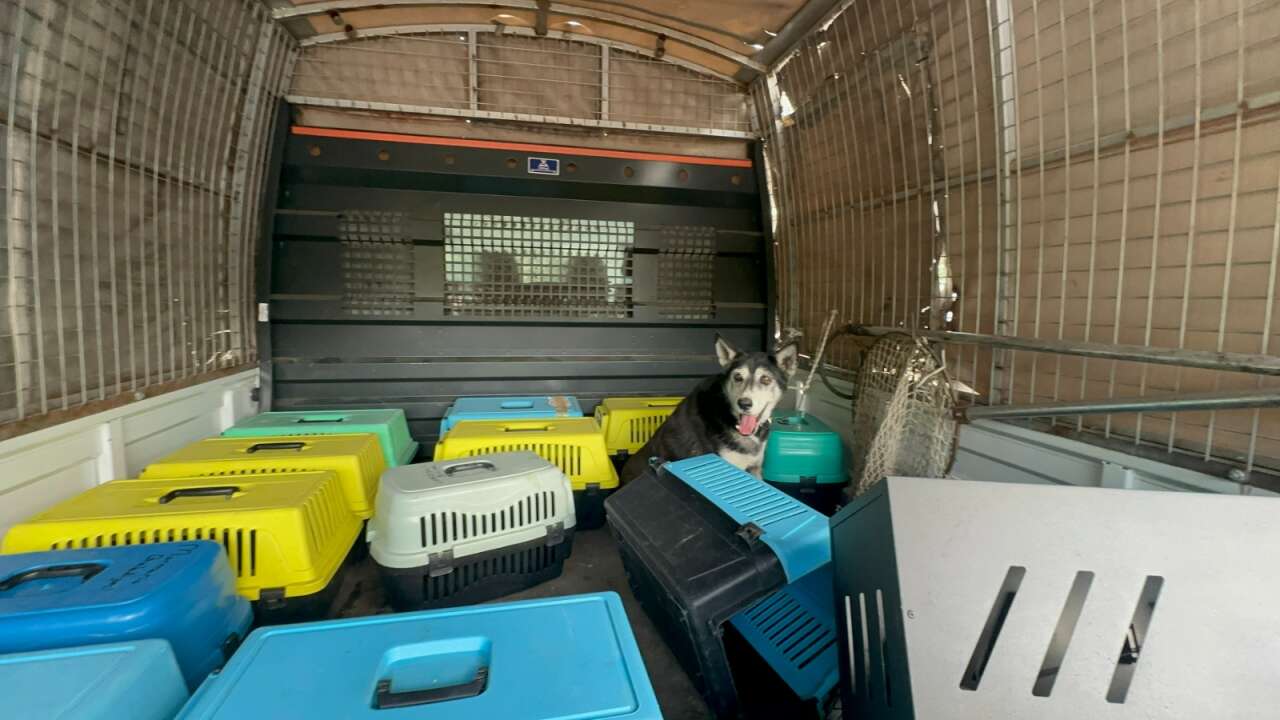 Marmaris’te Yine Çöp Ev Vakası: Evden Bir Kamyon Atık ve 30’a Yakın Kedi Çıktı 3